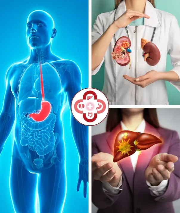 Kidney liver and stomach